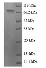 Greater than 90% as determined by SDS-PAGE.