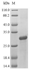 Greater than 85% as determined by SDS-PAGE.