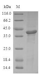 Greater than 90% as determined by SDS-PAGE.