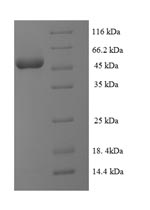Greater than 90% as determined by SDS-PAGE.