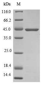 Greater than 85% as determined by SDS-PAGE.