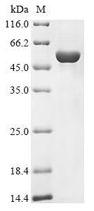Greater than 85% as determined by SDS-PAGE.Recombinant Human Potassium-Transporting Atpase Alpha Chain 1 (ATP4A) Protein (His&Myc)