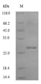 Greater than 90% as determined by SDS-PAGE.Recombinant Human Potassium-Transporting Atpase Subunit Beta (ATP4B) Protein (GST)