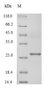 Greater than 85% as determined by SDS-PAGE.Recombinant Human Potassium-Transporting Atpase Subunit Beta (ATP4B)