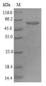 Greater than 90% as determined by SDS-PAGE.Recombinant Human Atp Synthase Subunit Alpha, Mitochondrial (ATP5F1A) Protein (His)