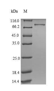 Greater than 90% as determined by SDS-PAGE.Recombinant Human Atp Synthase Subunit Alpha, Mitochondrial (ATP5F1A) Protein (His-SUMO)