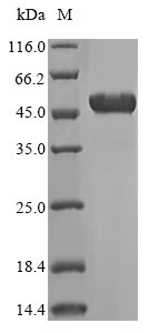Greater than 85% as determined by SDS-PAGE.Recombinant Human Atp Synthase Subunit Beta, Mitochondrial (ATP5F1B) Protein (His-SUMO&Myc)