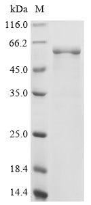 Greater than 85% as determined by SDS-PAGE.Recombinant Limosilactobacillus Reuteri Atp Synthase Subunit Beta (ATPD) Protein (His&Myc)