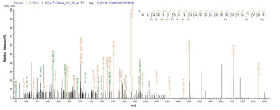 Based on the SEQUEST from database of E.coli host and target protein, the LC-MS/MS Analysis result of this product could indicate that this peptide derived from E.coli-expressed Mus musculus (Mouse) Atp5b.Recombinant Mouse Atp Synthase Subunit Beta, Mitochondrial (ATP5B) Protein (His-SUMO)