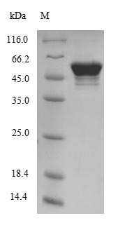 Greater than 85% as determined by SDS-PAGE.Recombinant Mouse Atp Synthase Subunit Beta, Mitochondrial (ATP5B) Protein (His-SUMO&Myc)