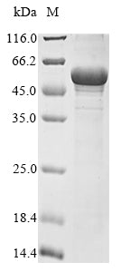 Greater than 85% as determined by SDS-PAGE.