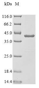 Greater than 85% as determined by SDS-PAGE.