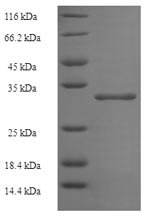 Greater than 90% as determined by SDS-PAGE.