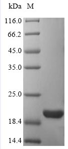 Greater than 90% as determined by SDS-PAGE.