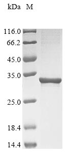 Greater than 90% as determined by SDS-PAGE.