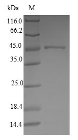 Greater than 90% as determined by SDS-PAGE.