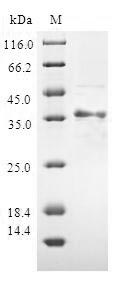 Greater than 90% as determined by SDS-PAGE.