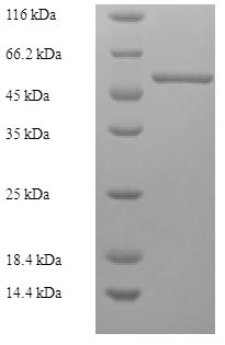 Greater than 90% as determined by SDS-PAGE.Recombinant Human Renin Receptor (ATP6AP2) Protein (His-SUMO)