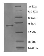 Greater than 90% as determined by SDS-PAGE.