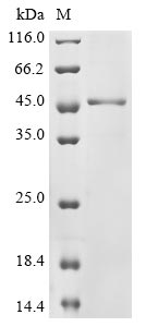 Greater than 85% as determined by SDS-PAGE.Recombinant Human Ataxin-7 (ATXN7) Protein (His&Myc)