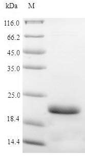 Greater than 90% as determined by SDS-PAGE.Recombinant Pig Vasopressin V2 Receptor (AVPR2) Protein (His-SUMO)