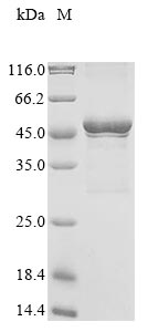 Greater than 85% as determined by SDS-PAGE.Recombinant Human Udp-Glcnac:Betagal Beta-1,3-N-Acetylglucosaminyltransferase 7 (B3GNT7) Protein (His&Myc)