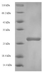 Greater than 90% as determined by SDS-PAGE.