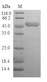 Greater than 90% as determined by SDS-PAGE.
