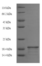 Greater than 90% as determined by SDS-PAGE.