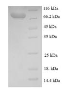 Greater than 90% as determined by SDS-PAGE.