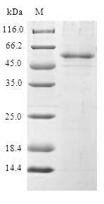 Greater than 90% as determined by SDS-PAGE.Recombinant Human Pre-Mrna-Splicing Factor Spf27 (BCAS2) Protein (GST)