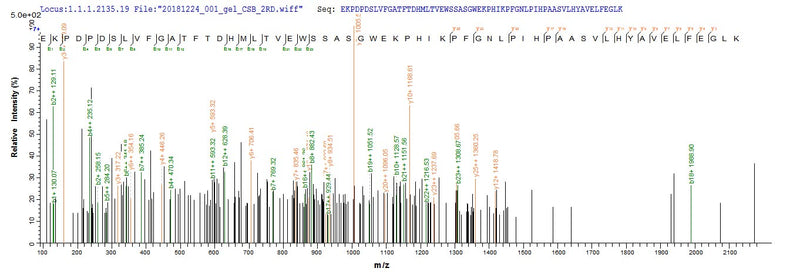 Based on the SEQUEST from database of E.coli host and target protein, the LC-MS/MS Analysis result of this product could indicate that this peptide derived from E.coli-expressed Mus musculus (Mouse) Bcat1.Recombinant Mouse Branched-Chain-Amino-Acid Aminotransferase, Cytosolic (BCAT1) Protein (His)