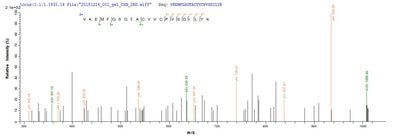 Based on the SEQUEST from database of E.coli host and target protein, the LC-MS/MS Analysis result of this product could indicate that this peptide derived from E.coli-expressed Mus musculus (Mouse) Bcat1.Recombinant Mouse Branched-Chain-Amino-Acid Aminotransferase, Cytosolic (BCAT1) Protein (His)