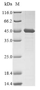 Greater than 85% as determined by SDS-PAGE.Recombinant Mouse Branched-Chain-Amino-Acid Aminotransferase, Mitochondrial (BCAT2) Protein (His&Myc)