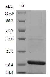 Greater than 90% as determined by SDS-PAGE.