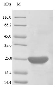 Greater than 85% as determined by SDS-PAGE.Recombinant Human Apoptosis Regulator Bcl-2 (BCL2) Protein (His)