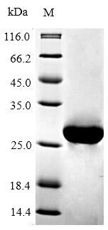 Greater than 90% as determined by SDS-PAGE.Recombinant Mouse Apoptosis Regulator Bcl-2 (BCL2) Protein (His)