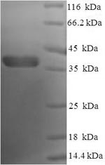 Greater than 90% as determined by SDS-PAGE.