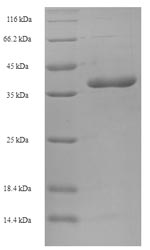 Greater than 90% as determined by SDS-PAGE.