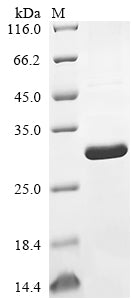 Greater than 85% as determined by SDS-PAGE.