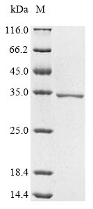 Greater than 85% as determined by SDS-PAGE.Recombinant Human B-Cell Cll/Lymphoma 9 Protein (BCL9) Protein (His&His)