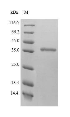 Greater than 90% as determined by SDS-PAGE.