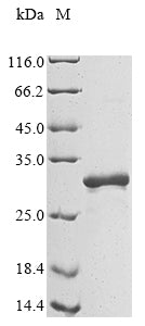 Greater than 90% as determined by SDS-PAGE.Recombinant Human Brain-Derived Neurotrophic Factor (BDNF) Protein (Myc)