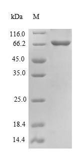 Greater than 90% as determined by SDS-PAGE.Recombinant Mouse Beclin-1 (BECN1) Protein (His-SUMO)