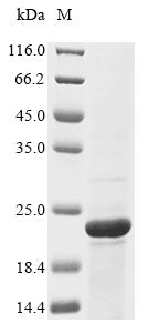 Greater than 85% as determined by SDS-PAGE.Recombinant Chicken Osteocalcin (BGLAP) Protein (His-KSI)