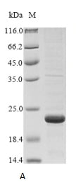 Greater than 85% as determined by SDS-PAGE.