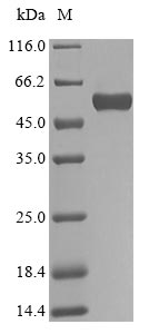 Greater than 90% as determined by SDS-PAGE.Recombinant Human Biglycan (BGN) Protein (His-SUMO&Myc)