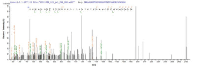 Based on the SEQUEST from database of E.coli host and target protein, the LC-MS/MS Analysis result of this product could indicate that this peptide derived from E.coli-expressed Mus musculus (Mouse) Bgn.Recombinant Mouse Biglycan (BGN) Protein (His)