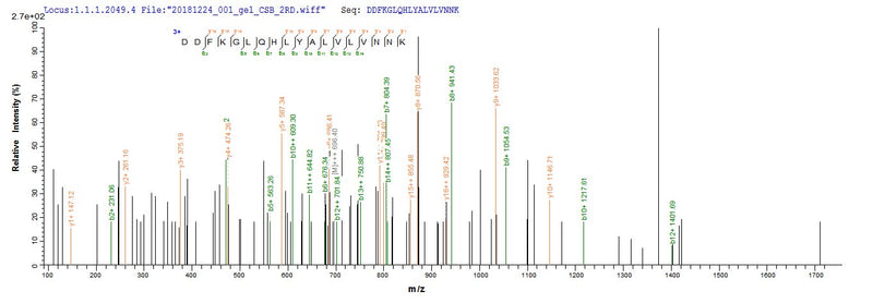 Based on the SEQUEST from database of E.coli host and target protein, the LC-MS/MS Analysis result of this product could indicate that this peptide derived from E.coli-expressed Mus musculus (Mouse) Bgn.Recombinant Mouse Biglycan (BGN) Protein (His)