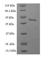 Greater than 90% as determined by SDS-PAGE.